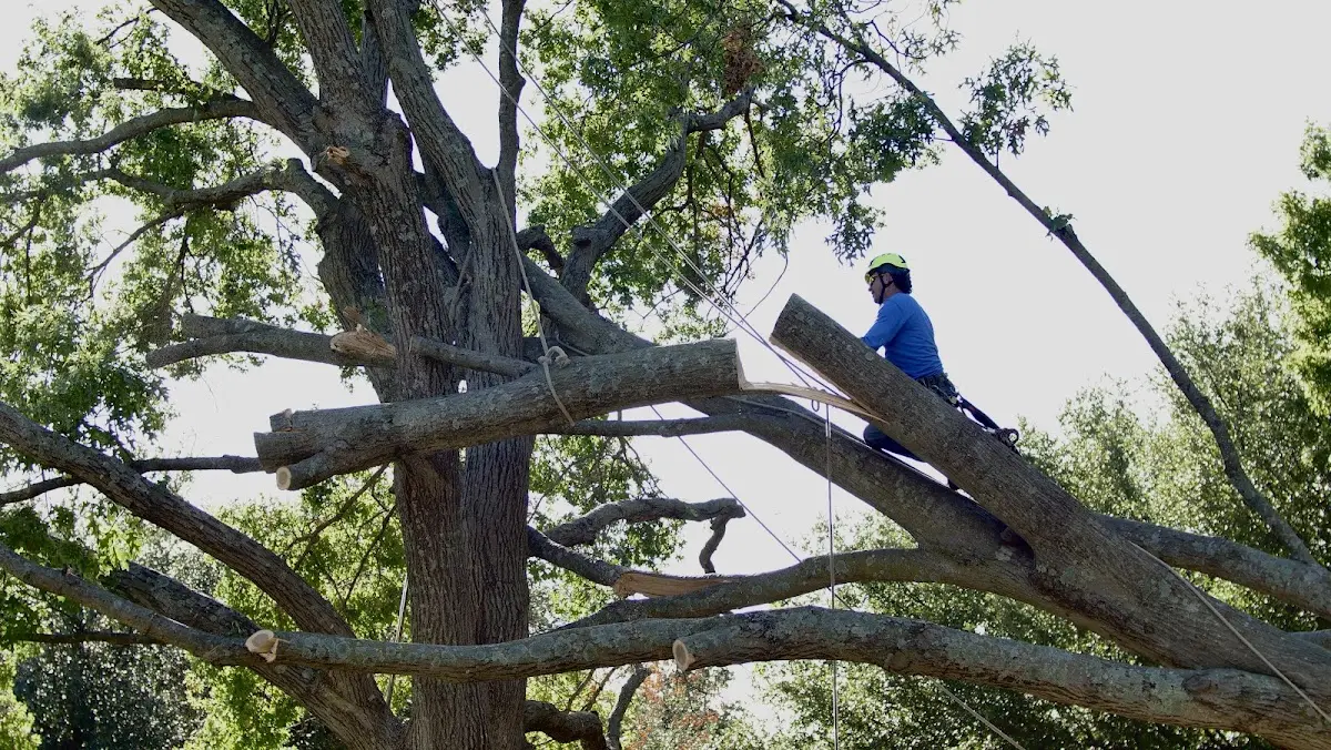 Professional Crown Thinning performed by certified arborists in Shelbyville